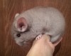 2,5 мес