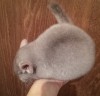 2,5 мес