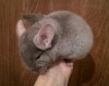2,5 мес