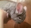 2,5 мес