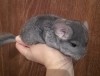 3 нед