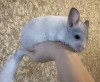 2 мес