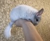 2 мес