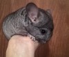 1 мес