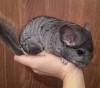 1 мес