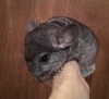 1 мес