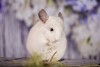 2,5 мес