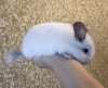 2 мес