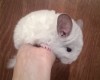 1 мес