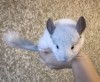 2 мес