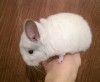 1 мес