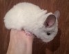 1 мес
