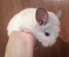 1 мес