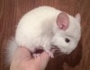 1 мес
