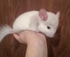 1 мес