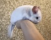 2 мес