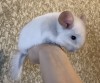 2 мес
