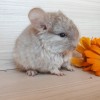 Авдей
