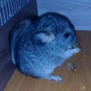 Ной