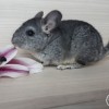 Роксана