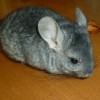 Шиммер