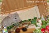 Саманта