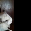 Енни