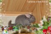 Себостьян