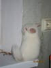 3,5 мес