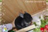 Ноблес