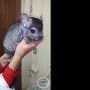 Клавдиа иванна