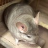 Айрин