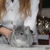 Чмоки Лав