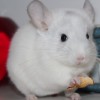 Лим ОК