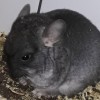 Лоло