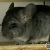Клаус