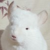 Снежка