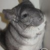 Орион Нос Лова