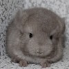 Зоя