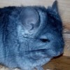 Корсика
