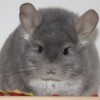 Ольчик