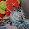 Савоярди 