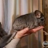 Марта ЧинХелен