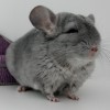 ГАББИ