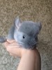 1,5 мес