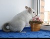 Лазуритта