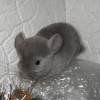 ВЕРСАЛ Ив Рокки