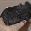 Стар Марита