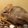 Поночка