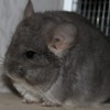 Микки